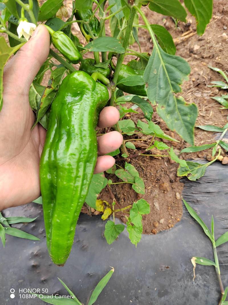 威宁精品货，大量上市，需要联系
