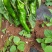 威宁精品货，大量上市，需要联系