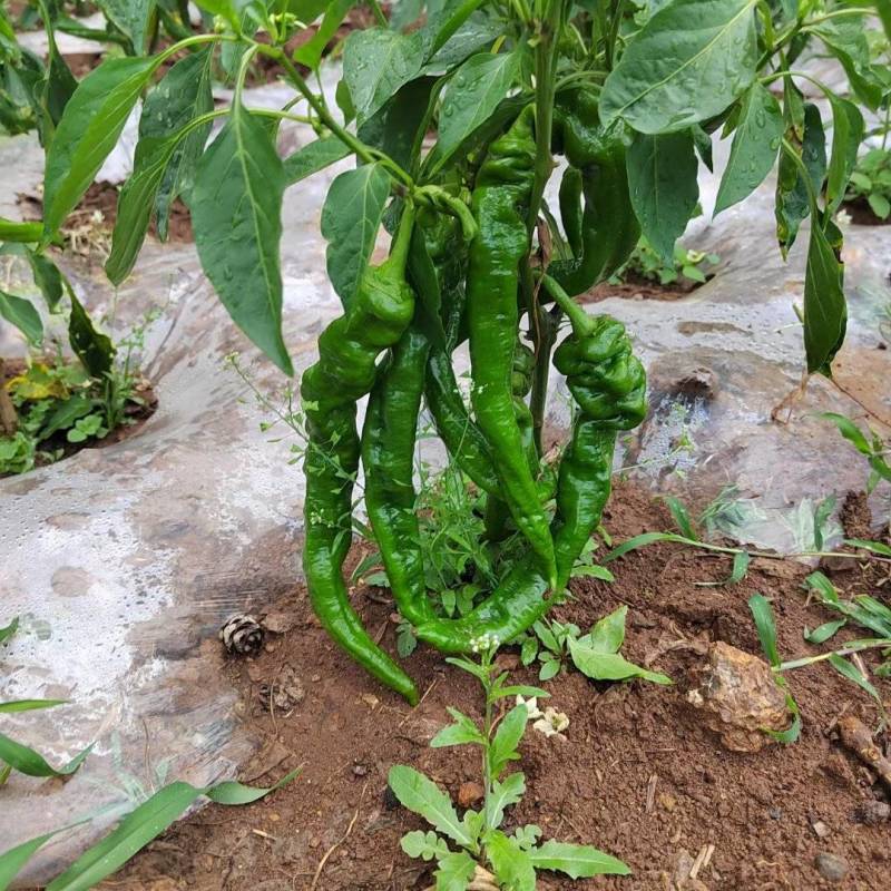 威宁精品货，大量上市，需要联系
