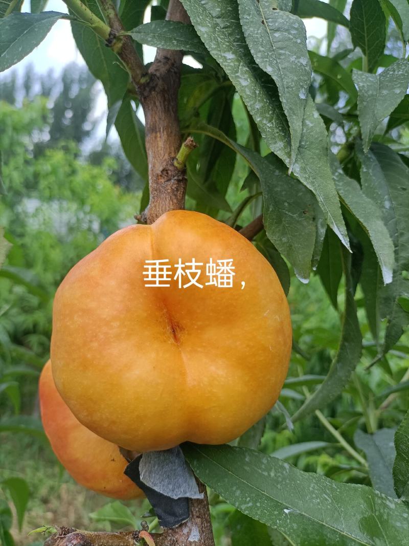 垂枝蟠桃苗，7月中旬成熟，均果280克-400克，黄肉，