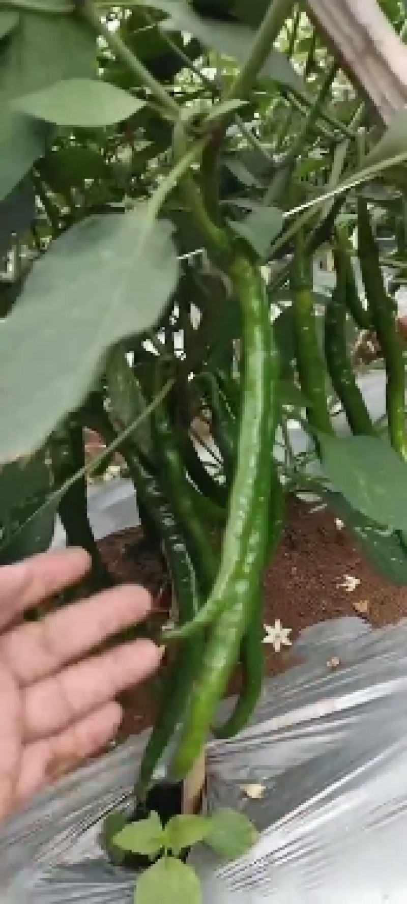 辣椒3号8号