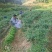 辣椒3号8号