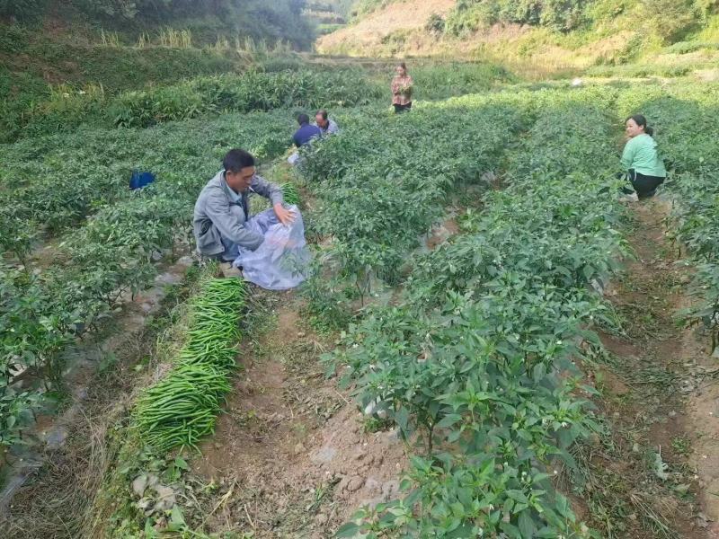 辣椒3号8号
