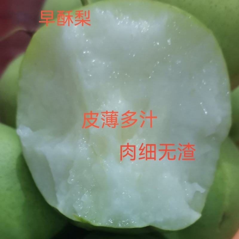 早酥梨青皮梨陕西产果肉细腻无渣货源充足代发全国……