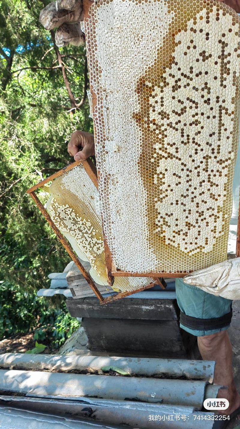 中蜂蜜，意蜂蜜