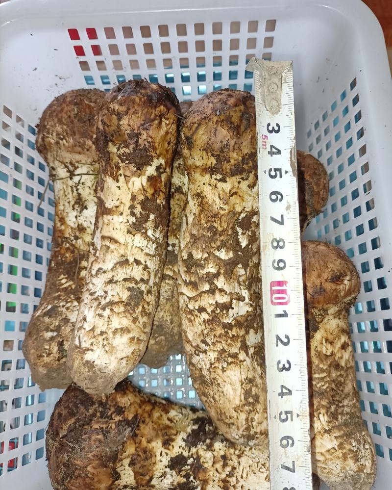 2023香格里拉新鲜松茸上市一公斤起顺丰一件代发