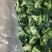 『厂家直销』厂家直销冷冻蔬菜西兰花,价格优惠,量大从优
