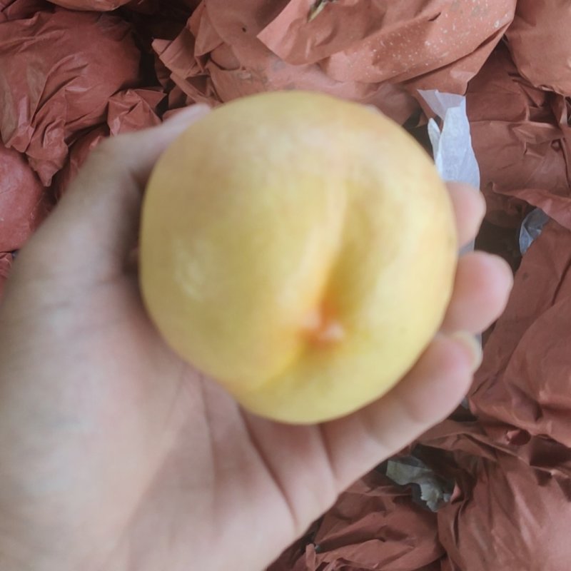 双喜红