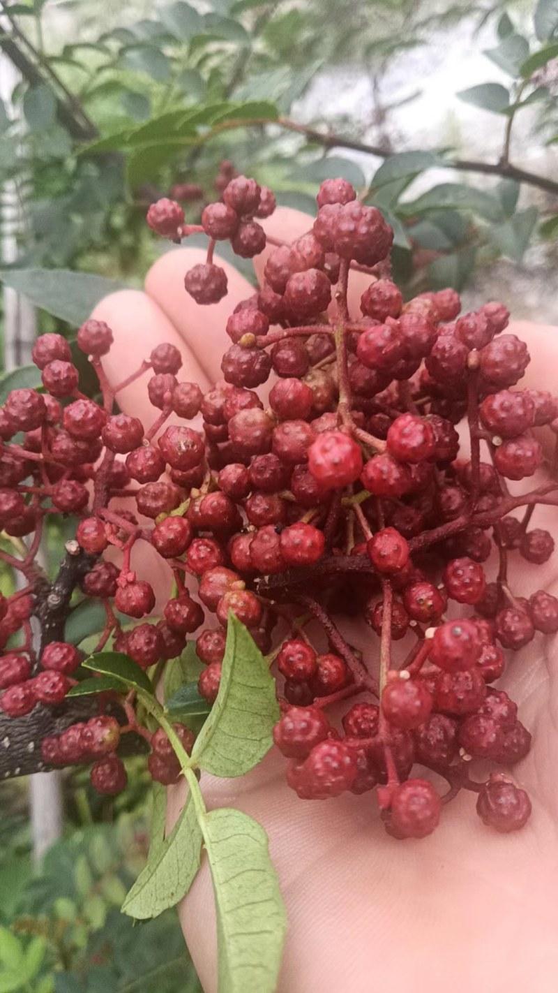 汉源红花椒大量上市了