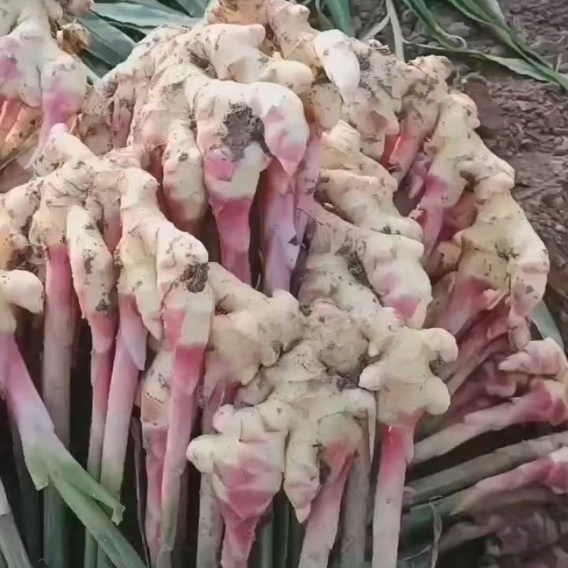 惠水仔姜