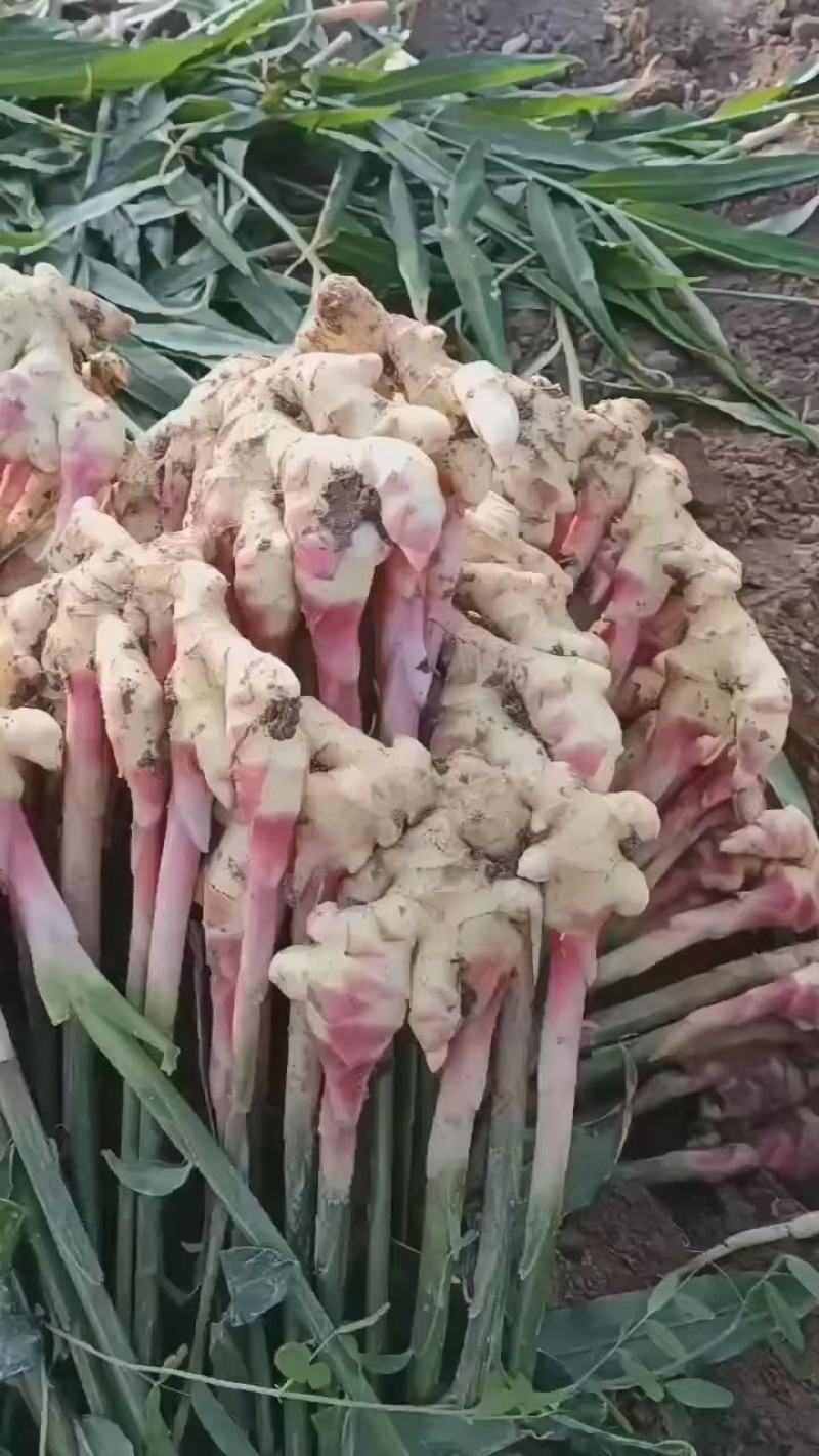 惠水仔姜