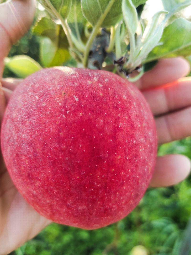 鲁丽，7月中旬成熟，颜色特好，果型端正，口感香脆甜。