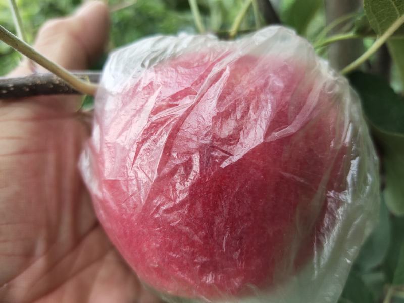 鲁丽，7月中旬成熟，颜色特好，果型端正，口感香脆甜。