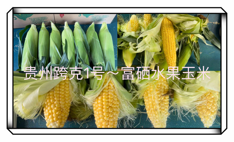 跨克系列水果玉米基地种植直发品质保证价格优惠欢迎来电