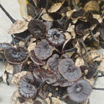 黑灵芝种植长腿紫灵芝枫树灵芝不苦煮水煲汤一手货源