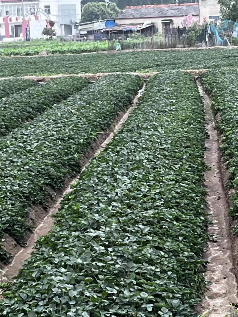 【精品】红颜草莓苗新苗产地直发提供技术指导欢迎致电