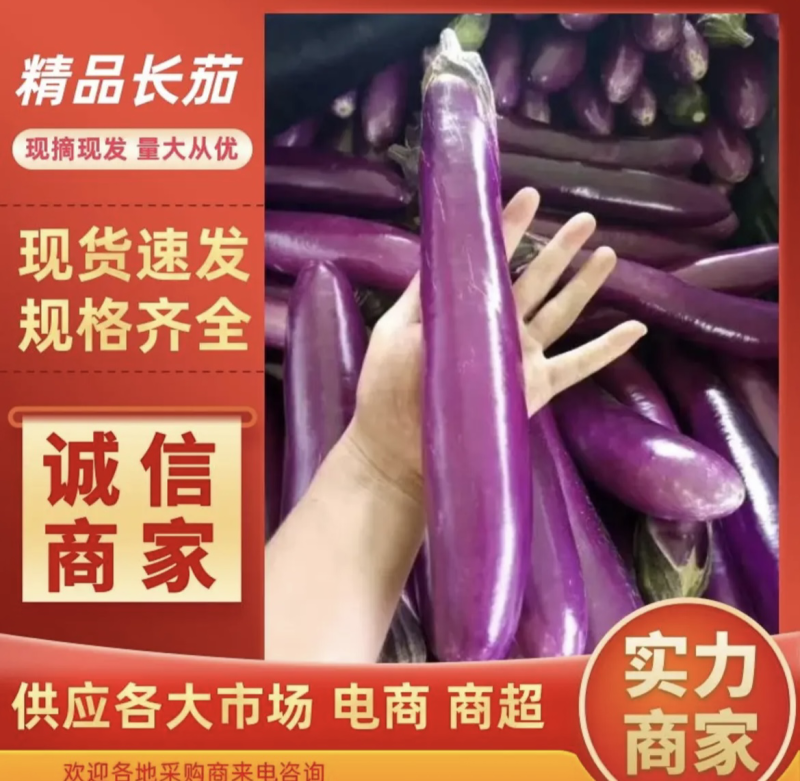 《优选》紫长茄新鲜上市，河南产地大量出货，地头价品质好