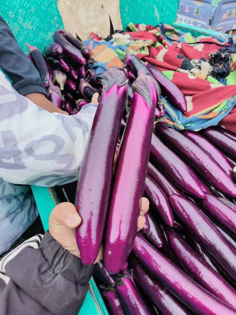 《优选》紫长茄新鲜上市，河南产地大量出货，地头价品质好