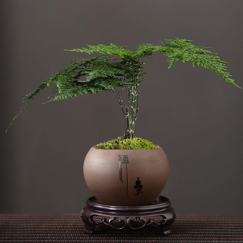 景观盆带底座圆形紫砂花盆文竹兰花菖蒲花卉桌面绿植盆栽盆景