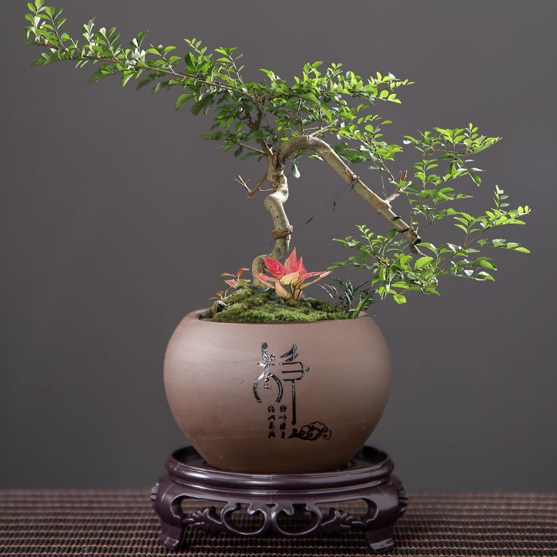 景观盆带底座圆形紫砂花盆文竹兰花菖蒲花卉桌面绿植盆栽盆景