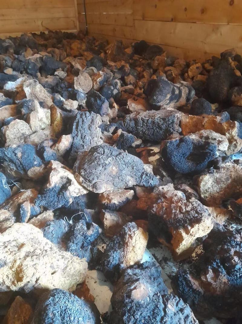 俄罗斯桦树茸纯原装货