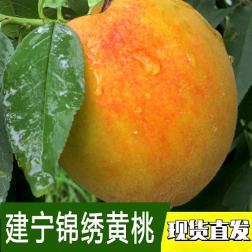 福建特产正宗建宁锦绣黄桃多汁当季水果