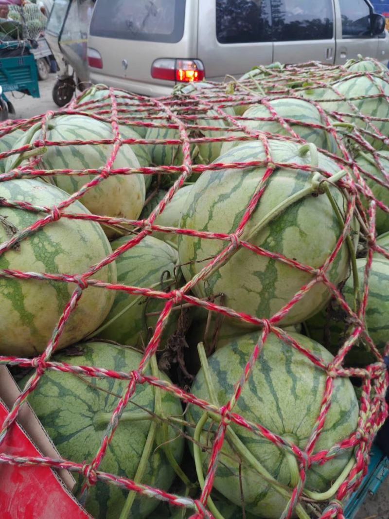 精品花无籽西瓜大量上市，价格便宜，质量保证