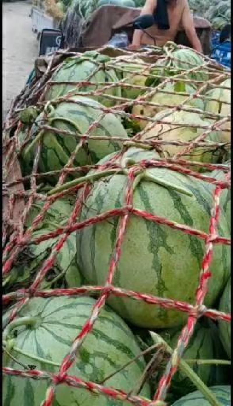 精品花无籽西瓜大量上市，价格便宜，质量保证