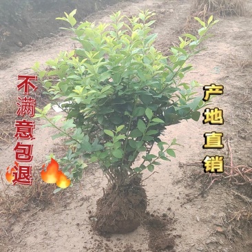 江苏沭阳金叶女贞小球产地直销保质保量欢迎合作