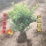 江苏沭阳金叶女贞小球产地直销保质保量欢迎合作