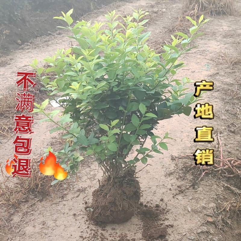 江苏沭阳金叶女贞小球产地直销保质保量欢迎合作
