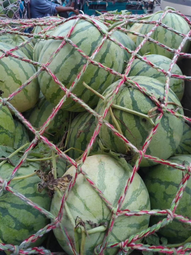 精品花无籽西瓜大量上市，价格便宜，质量保证