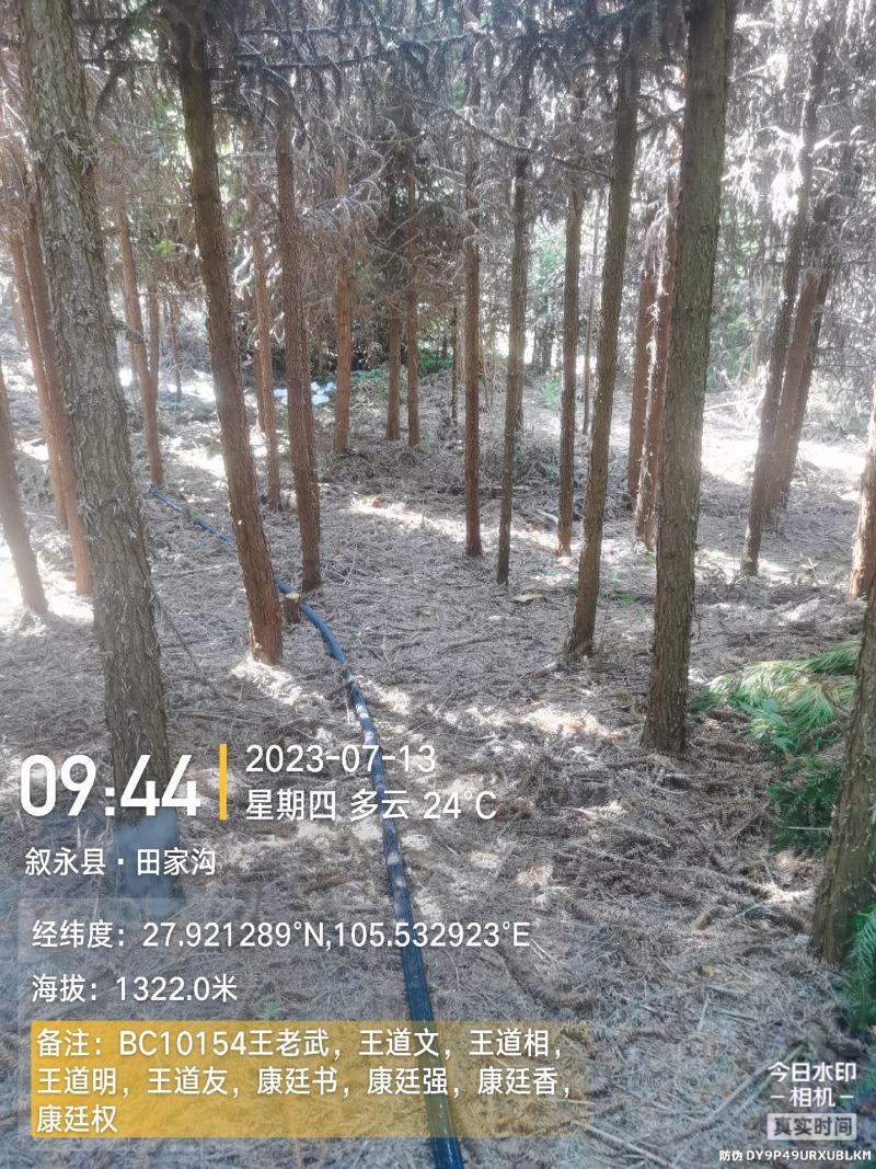 杉木