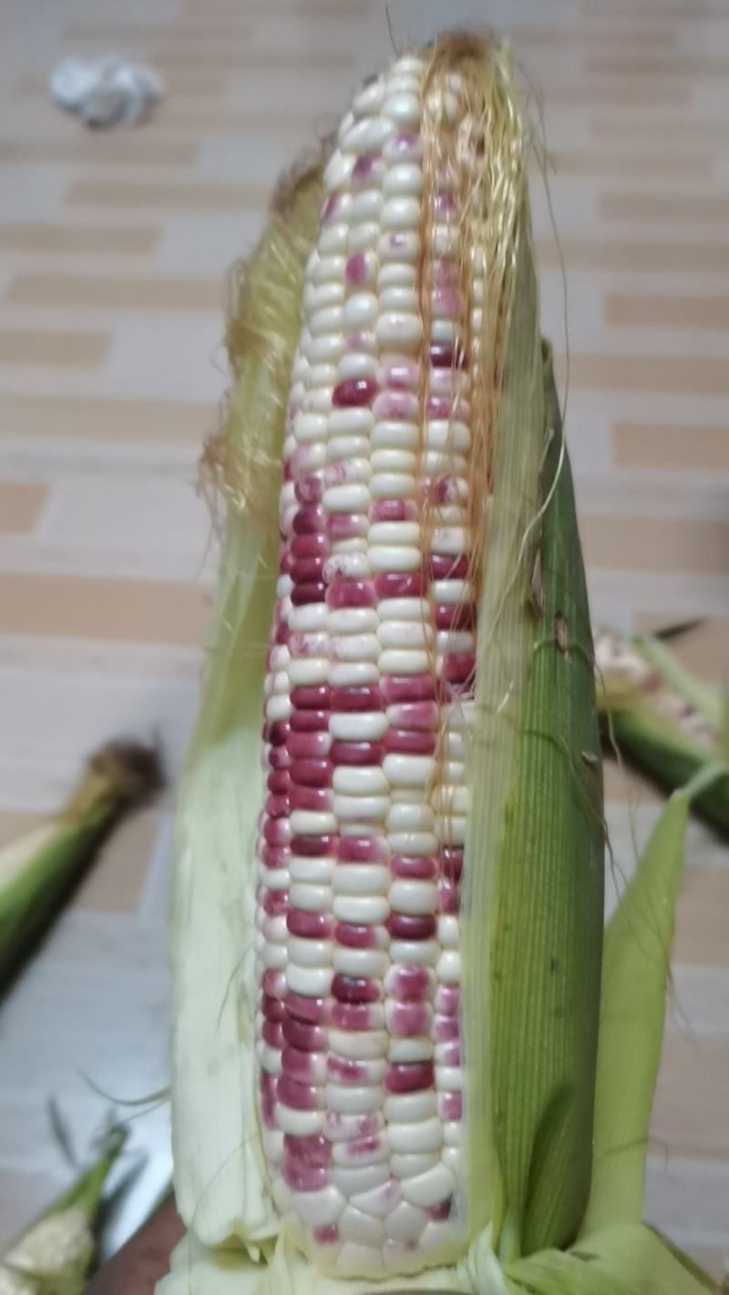 花糯玉米上市
