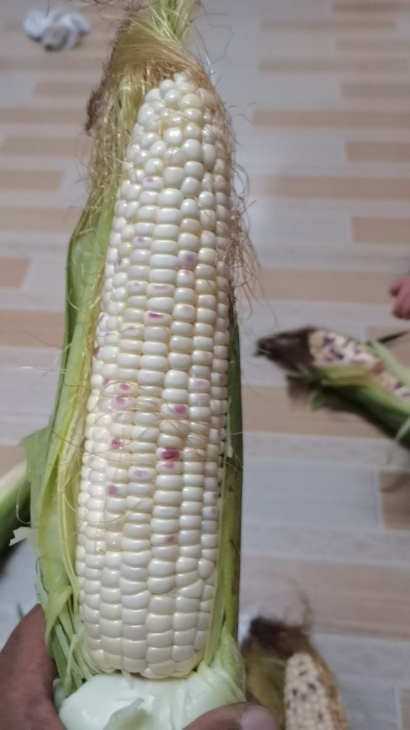 花糯玉米上市