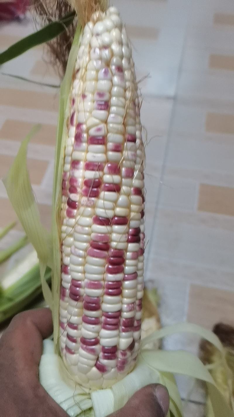 花糯玉米上市