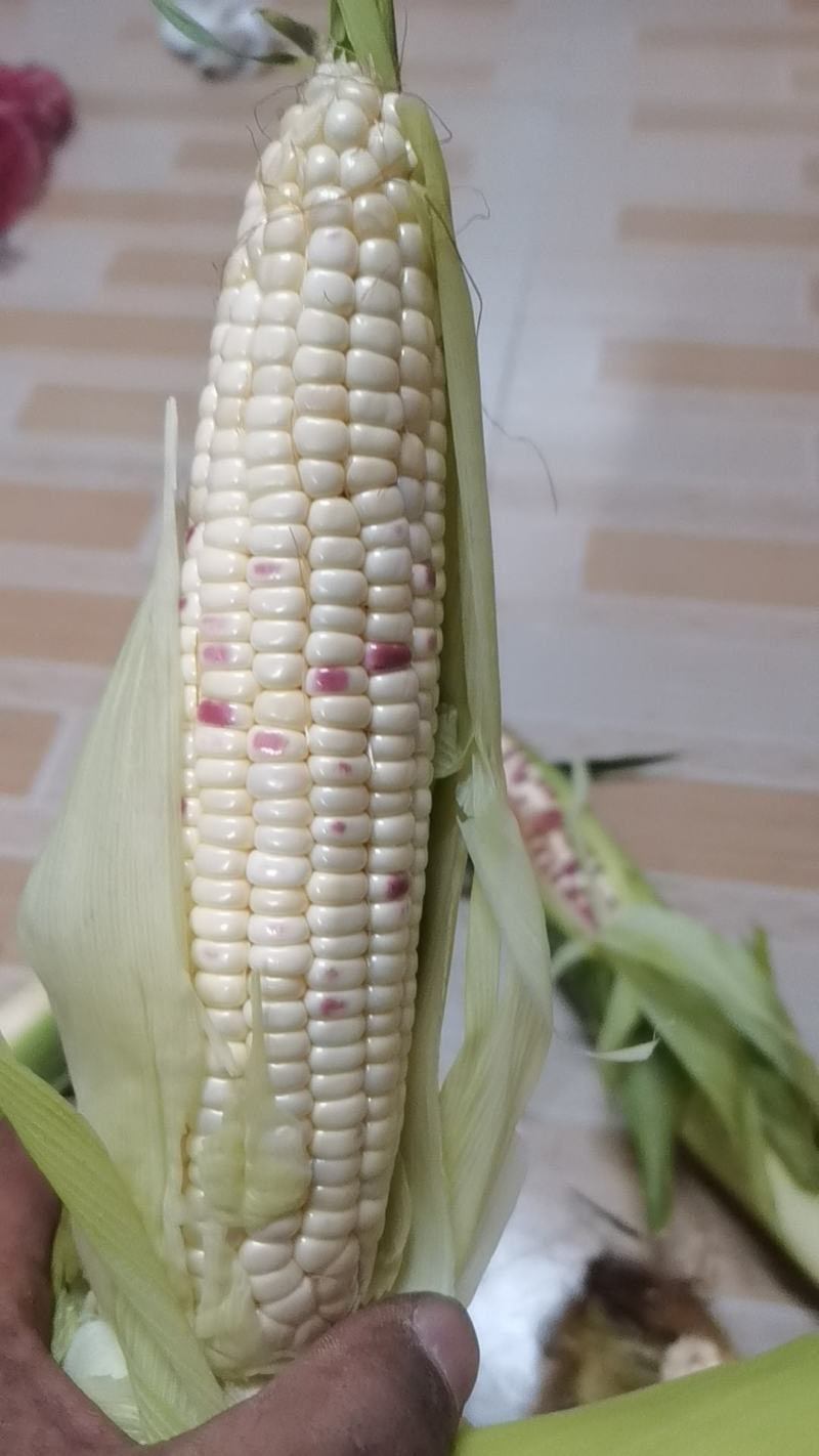 花糯玉米上市