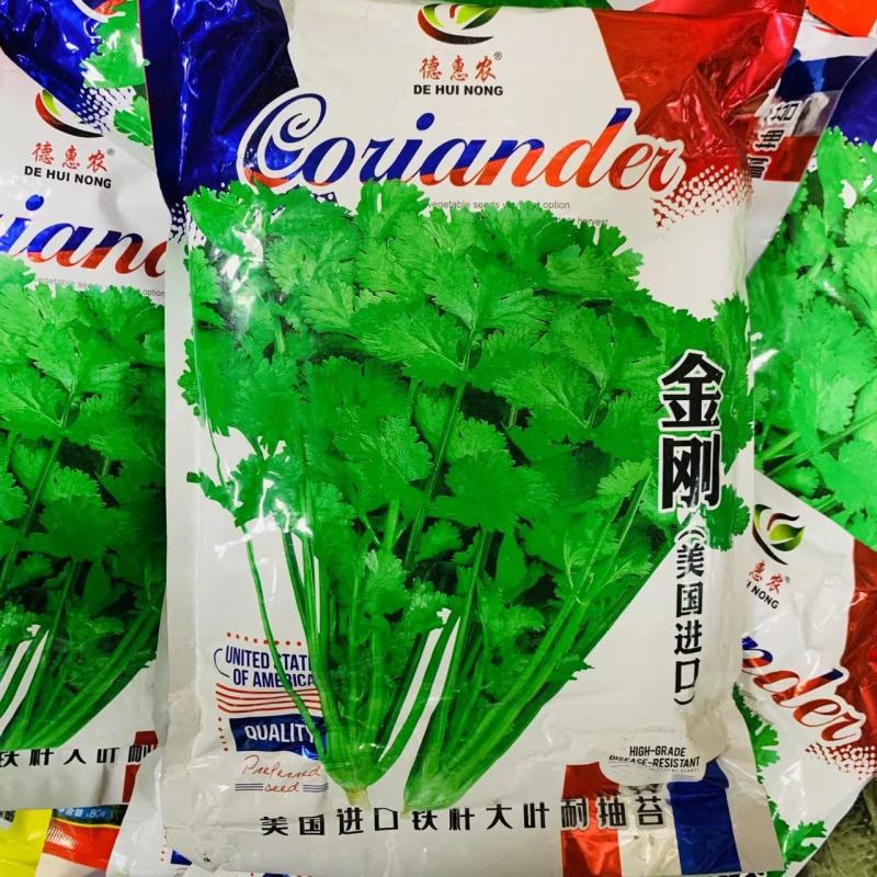 金刚香菜种子美国进口铁杆大叶香菜种子芫荽种子四季速生菜籽