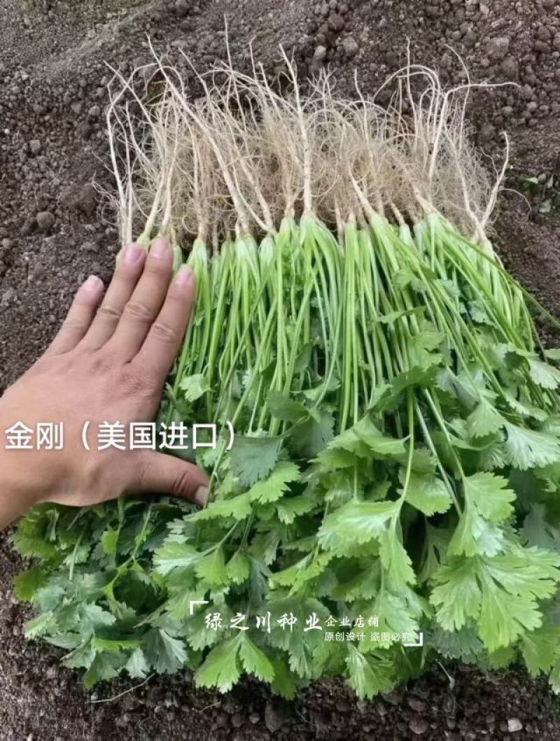 金刚香菜种子美国进口铁杆大叶香菜种子芫荽种子四季速生菜籽