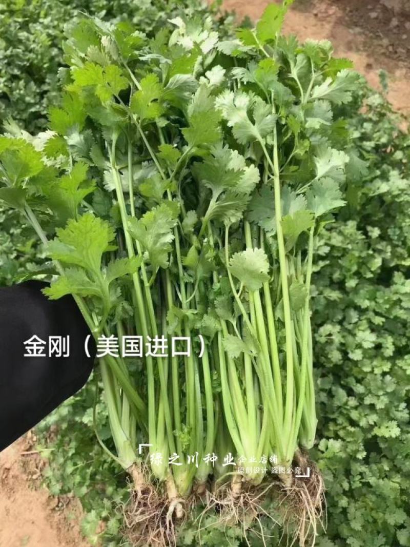 金刚香菜种子美国进口铁杆大叶香菜种子芫荽种子四季速生菜籽