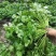 金刚香菜种子美国进口铁杆大叶香菜种子芫荽种子四季速生菜籽