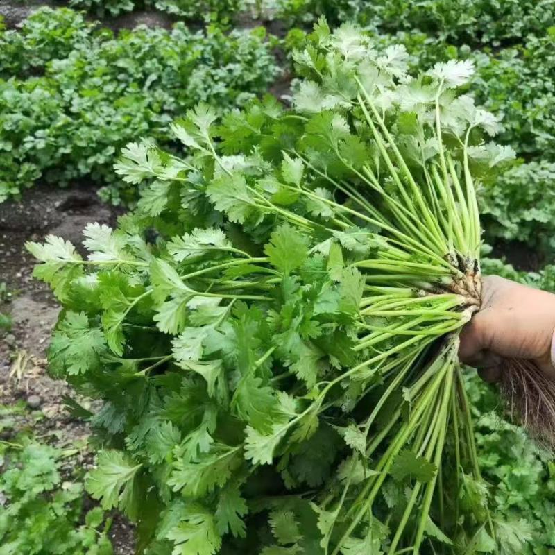 金刚香菜种子美国进口铁杆大叶香菜种子芫荽种子四季速生菜籽