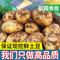 黄心大土豆产地直发，价格，质量好，欢迎采购