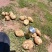 黄心大土豆产地直发，价格优惠，质量好，欢迎采购