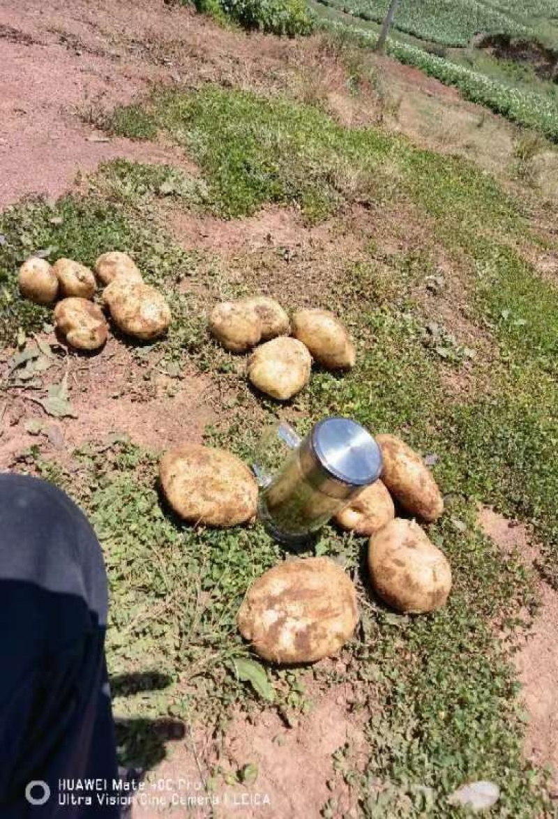 黄心大土豆产地直发，价格优惠，质量好，欢迎采购