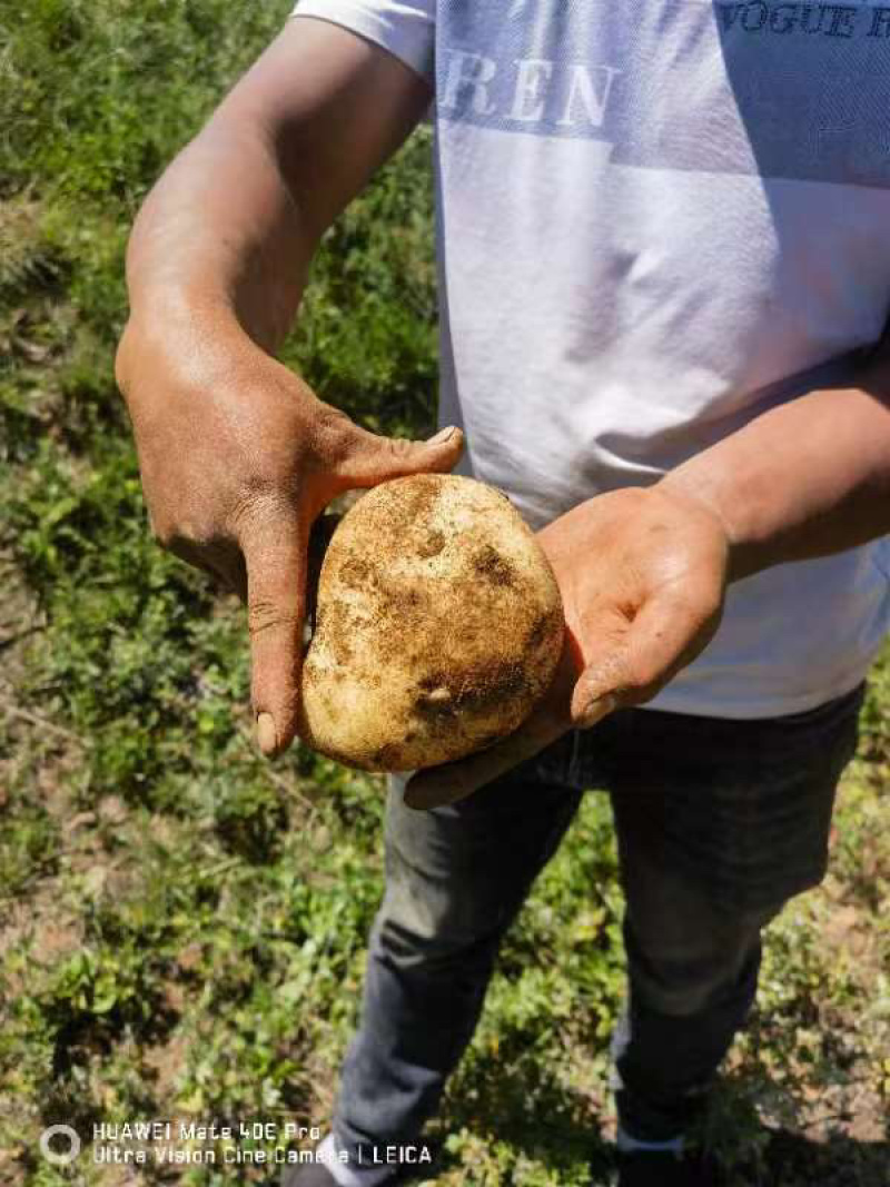 黄心大土豆产地直发，价格优惠，质量好，欢迎采购
