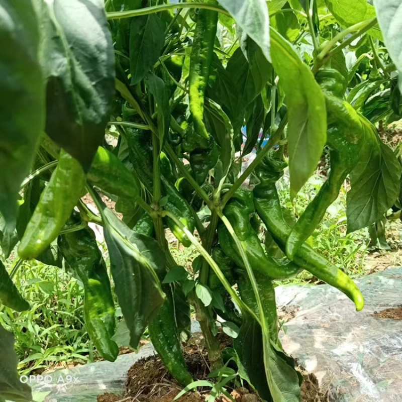 贵州鲜辣椒七星关二荆条辣椒现摘现发品种齐全代发全国欢迎来电