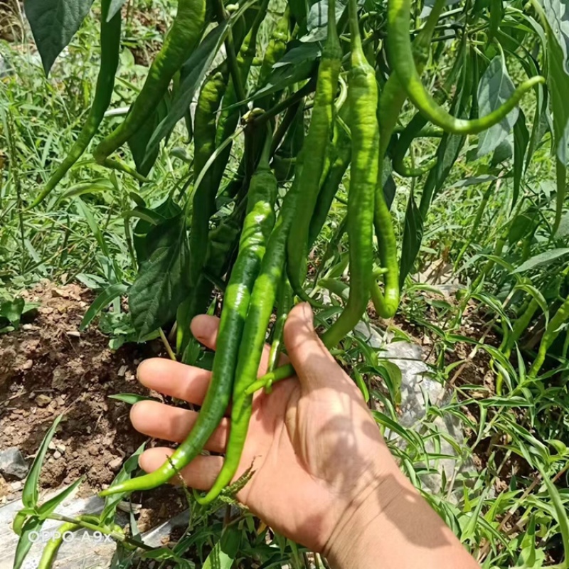 贵州鲜辣椒七星关二荆条辣椒现摘现发品种齐全代发全国欢迎来电