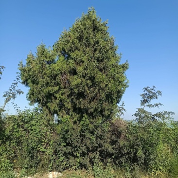 柏树果，产地货源，对接大型批发商采购商，欢迎来电咨询合作
