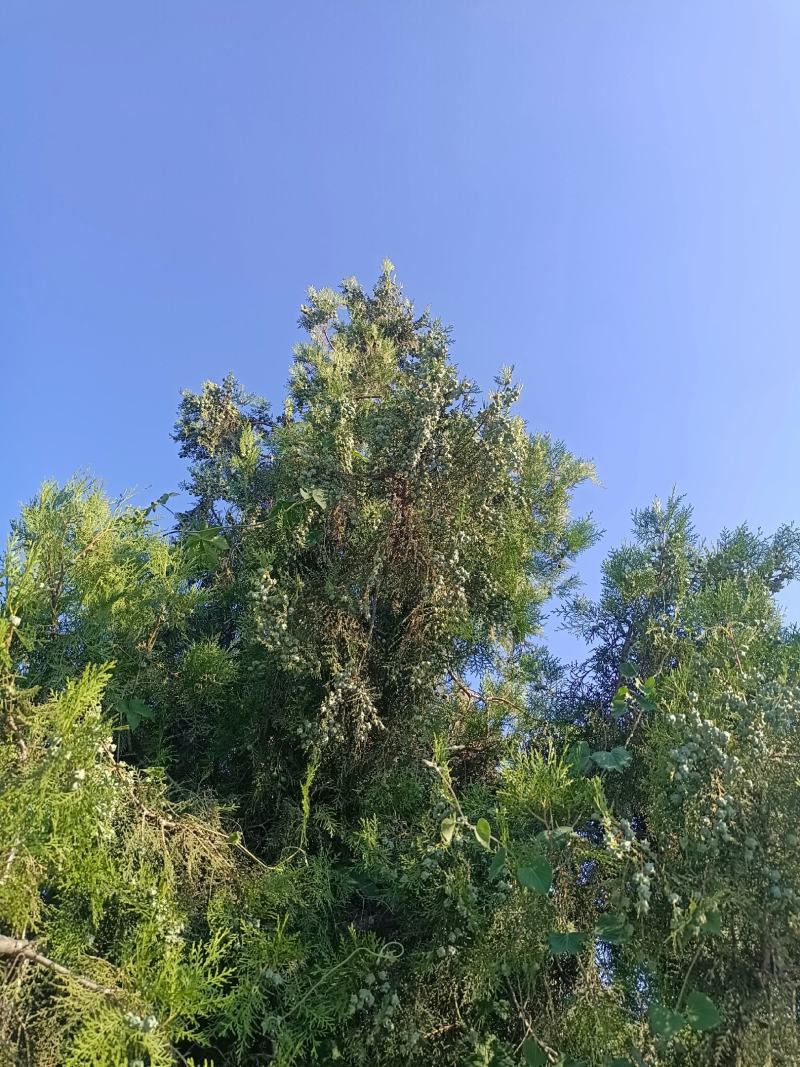 柏树果，产地货源，对接大型批发商采购商，欢迎来电咨询合作